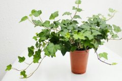 植物冠層分析儀如何使用？