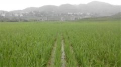 土壤養(yǎng)分速測儀如何分析肥力變化？