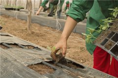 土壤墑情監(jiān)測站在沙漠綠化中有什么作用？
